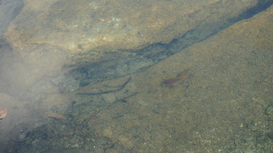 Fish, turtles and a caiman (crocodile?) were seen in the cenote. Here's a picture of one of the fish.