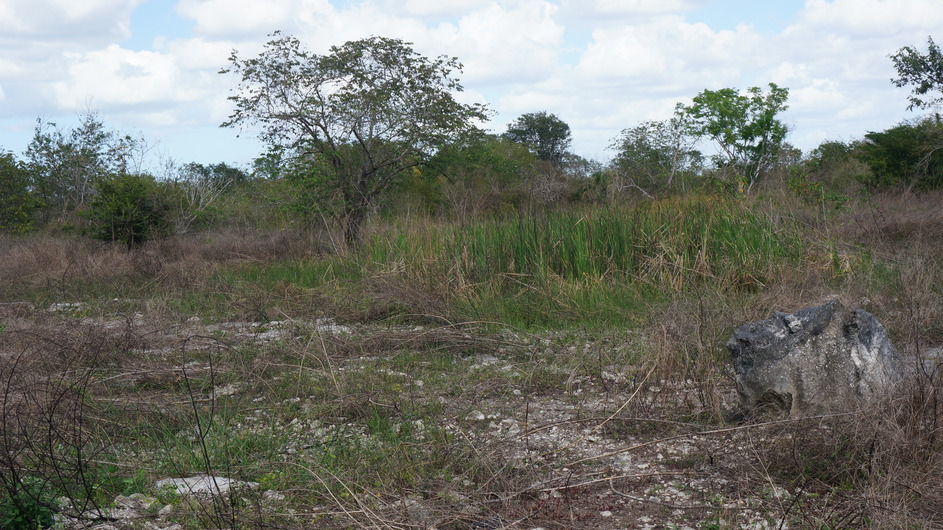 Small aguada near the cenote.