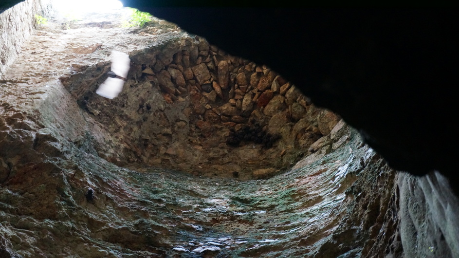 Bats on the ceiling of the cave