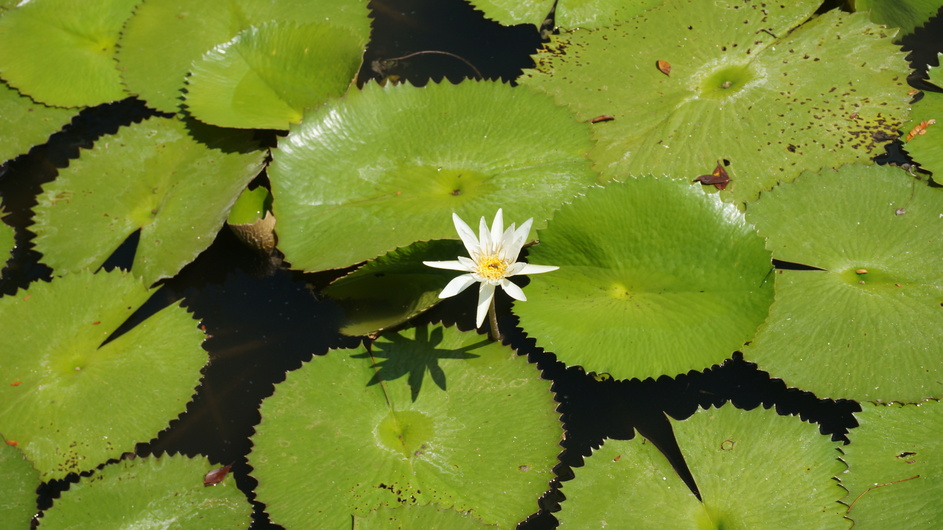 Water lily in cenote.