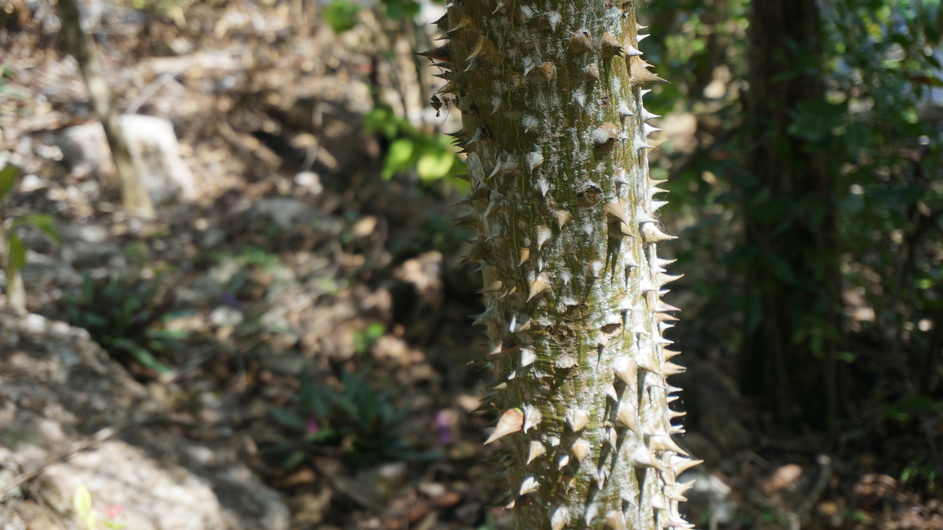 Thorns on all the plants