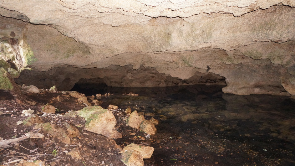 Bats flying in cave