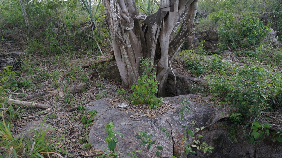 Tree with roots descending to cenote water